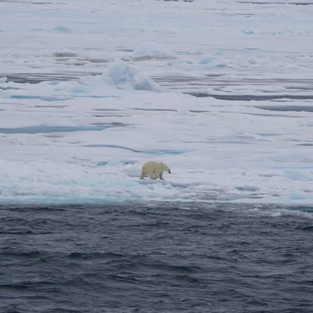 Oso polar sobre el hielo en el Ártico