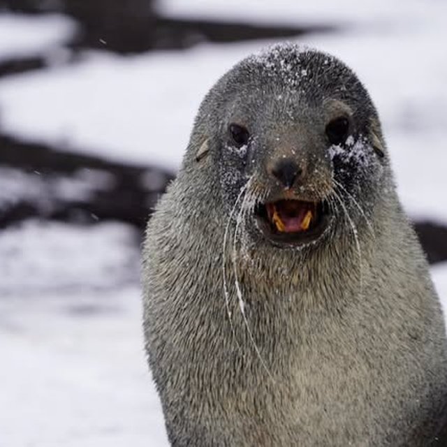 Lobo marino en la nieve, Antártica